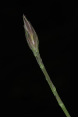 Symphyotrichum subulatum var. elongatum image