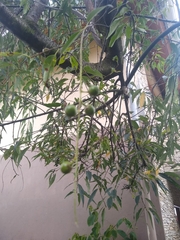 Prunus serotina salicifolia