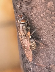Adoxomyia