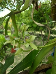 Prosthechea radiata
