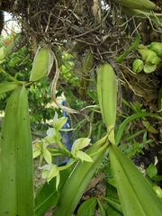 Prosthechea radiata