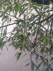 Prunus serotina salicifolia