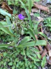 Tradescantia humilis