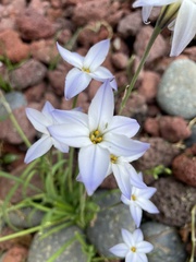 Ipheion