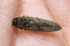 Synaptus filiformis