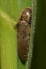 Synaptus filiformis