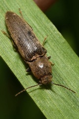 Synaptus filiformis