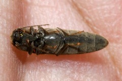 Synaptus filiformis