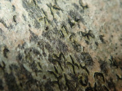 Stigmidium microspilum