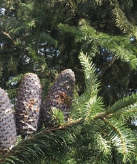 Abies hickelii