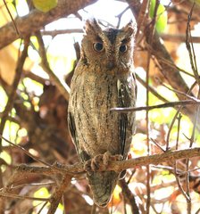 Rainforest Scops Owl photo 3