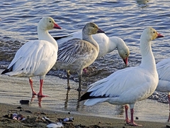 Anser caerulescens caerulescens