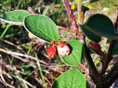 Cotoneaster integerrimus