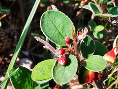 Cotoneaster integerrimus