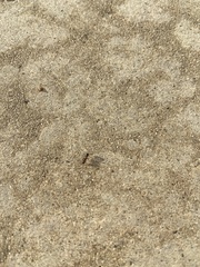 Formicidae