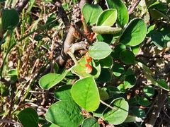 Cotoneaster integerrimus