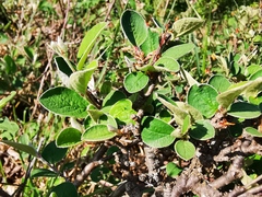 Cotoneaster integerrimus