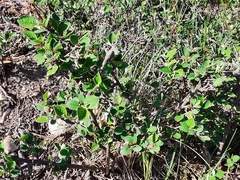 Cotoneaster integerrimus