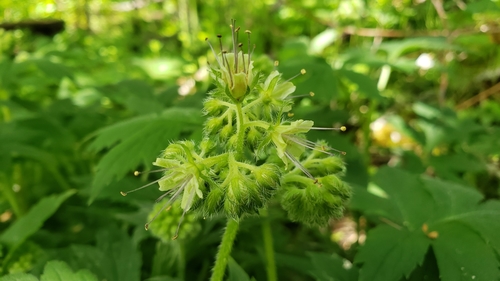 Pacific waterleaf (Hydrophyllum tenuipes)