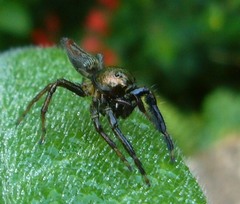 Colopsus