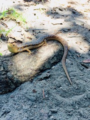 Gerrhonotus liocephalus