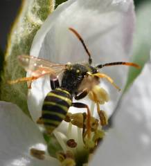 Nomada goodeniana