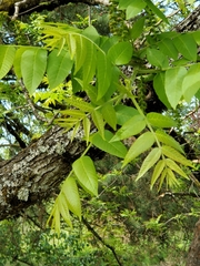 Juglans nigra