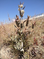 Asclepias glaucescens