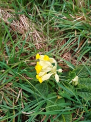 Primula veris veris