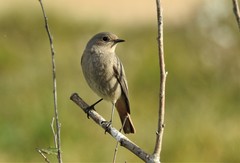 Phoenicurus ochruros