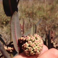 Asclepias glaucescens