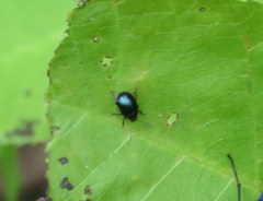 Leptinotarsa haldemani