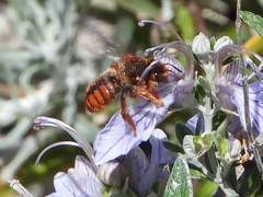 Rhodanthidium