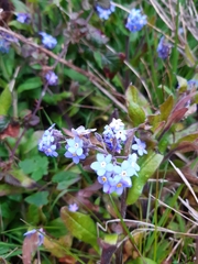 Myosotis