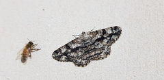 Peribatodes umbraria