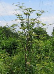 Peucedanum verticillare