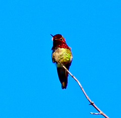 Calypte anna