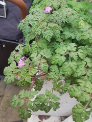 Geranium robertianum