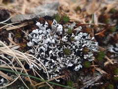 Cladonia subcervicornis