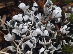 Cladonia subcervicornis