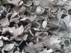 Cladonia subcervicornis