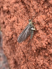 Epeorus pleuralis