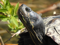 Trachemys scripta