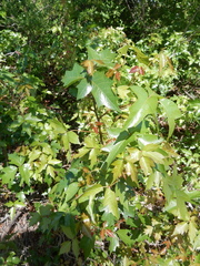Toxicodendron radicans verrucosum