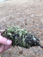 Cladonia sulphurina