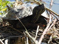 Trachemys scripta