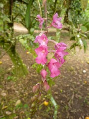 Rodriguezia lanceolata