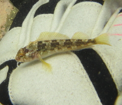 Mottled Triplefin photo 2