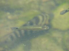 Pseudoxiphophorus bimaculatus