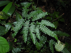 Adiantum glaucescens